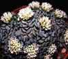 Mesembryanthemopsis, Crassulacea (parecida a messembr. (Aizo.), Los petalos pueden estar libres (Sedum) o soldados (Umbilicus). La polinización entomógama. Frutas crasuláceos, es un folículo, en cápsula o baya.