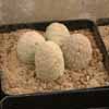 Ejemplares Pseudolithos migiurtinus de Aztekia.com