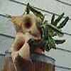  Stapelia de 75- 100 especies. Asclepiaceas existen son hierbas, arbustos trepadores, (lianas) raro arbustos erectos o árboles o hierbas erectas normal suculentas con hojas muy reducidas (Caralluma), con látex variados.