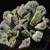 Aizoaceae, mesembriantemaceae, subgenero Faucaria, tronco fotoclor�fico en África, algunas en Arabia, India, Islas Canarias y otras regiones cálidas del globo.