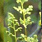 Las plantas simbioticas verdes mas antiguas.