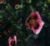 Flor del Opio, una de sus variedades