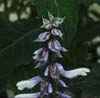 Salvia es un hibrido desconocido y no produce semilla fertil