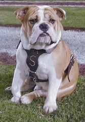 MS State Mascot, Tonka