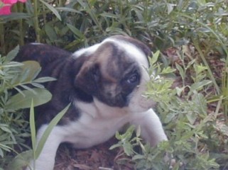 Charlie at 6 weeks