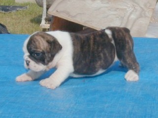 Charlie at 6 weeks