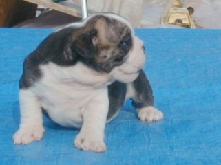 Charlie at 6 weeks