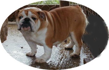 Tonka