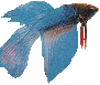 Aquarium Guru