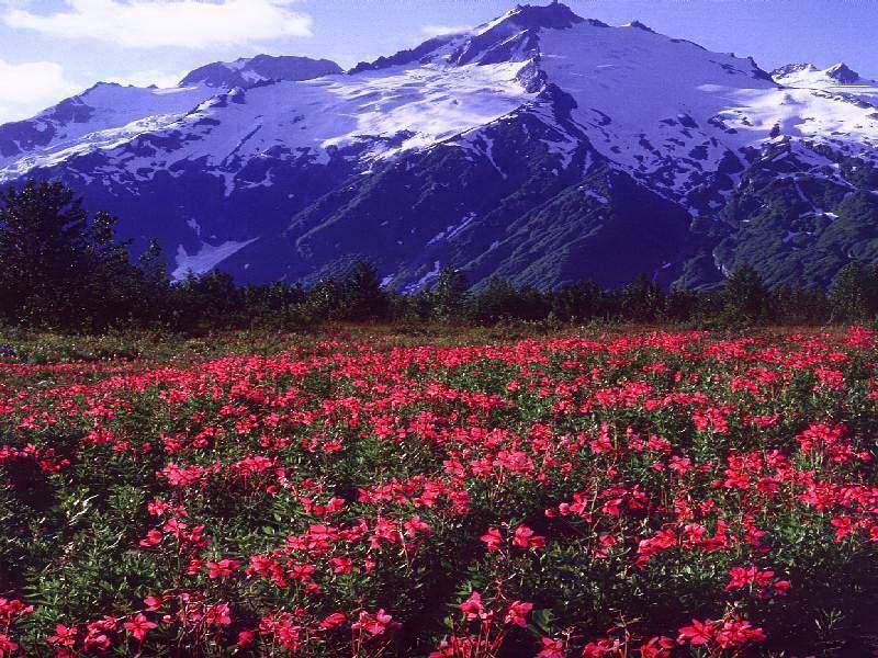 Mountain_flowers
