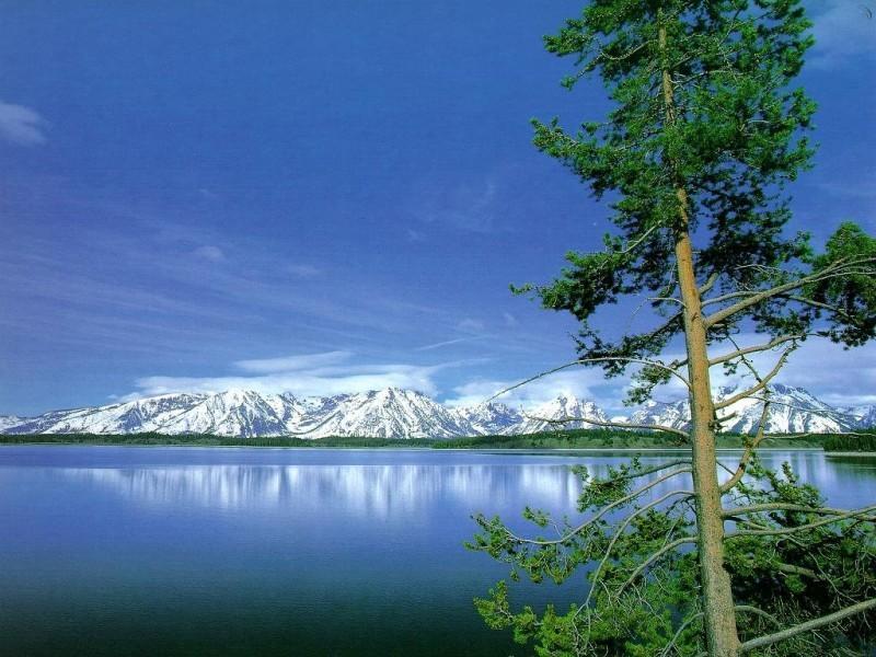 Mountain_trees
