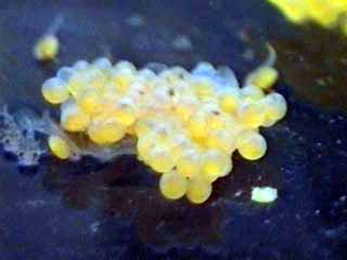 eggs