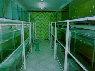 Aquarium Room 1