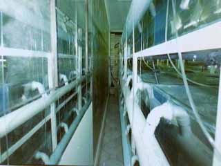 Aquarium Room 2