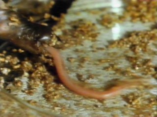 echidna tongue