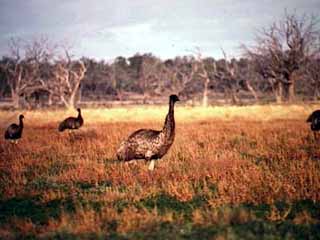 emus