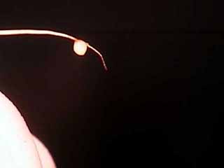 egg