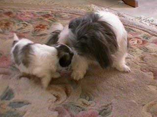 pup and mother