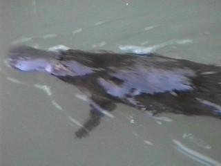 platypus