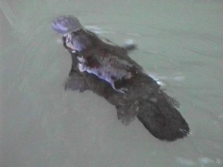 platypus