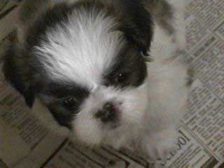 Puppy at 5 weeks