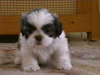 puppy at 5 weeks