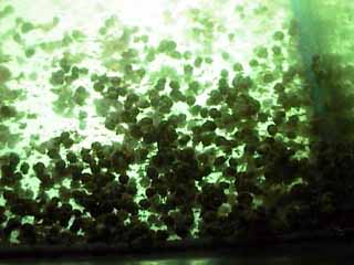 baby snails