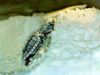 Turtle hatching 3