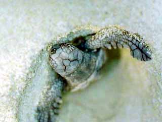 Turtle hatching 4