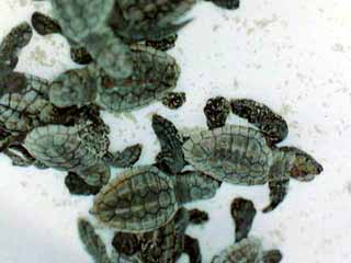 Turtles hatching 5
