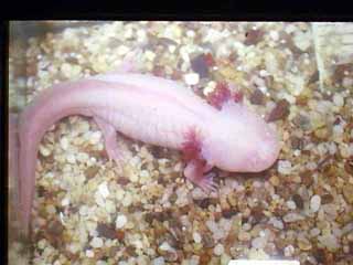 Walking Fish with eggs