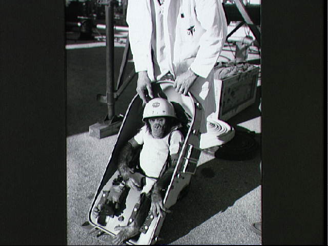 Hairy the chimp prepares for blast-off