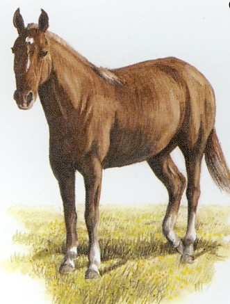 caballo 