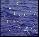 ALBATROS