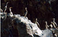 CORMORANES