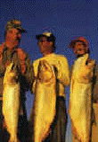 DORADOS