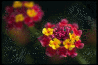 Flores de Neuquén