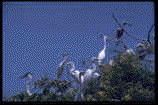 Pajaros
