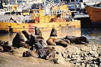 Lobos de Mar