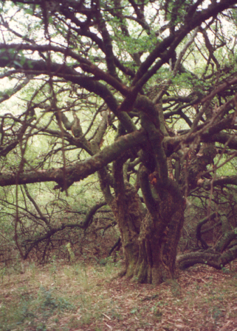achatocarpus.jpg (216523 bytes)