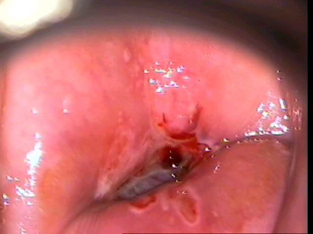 imagen03.jpg (24325 bytes)