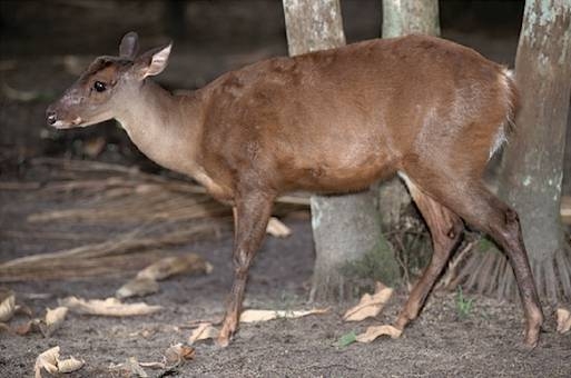 corzuela o guazuncho