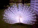 Pavo Real Cristatus Blanco