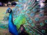 Pavo Cristatus Azul de Criadero Real