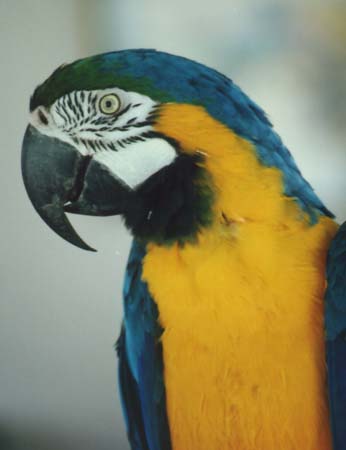 Loro