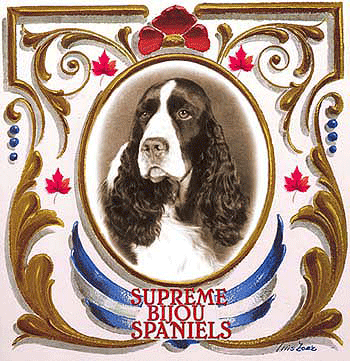 springer spaniel ingls