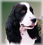 English Springer Spaniel Ch. Supreme Bijou Diamond Chip