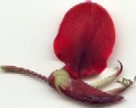 Flor de Seibo
