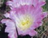 Flor de Cardn