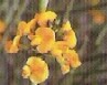 Flor de Chica